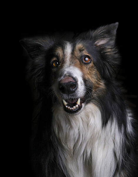 dog photography by janine nimmo copyright 2020