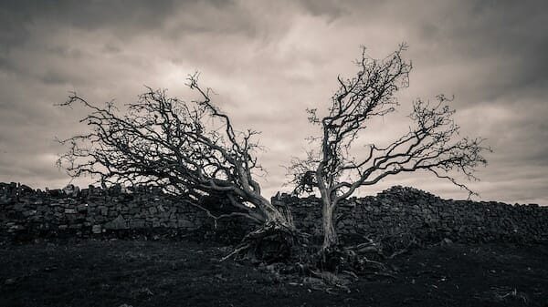 a broken tree in  dark landscape by Chris Sale landscape photographer
