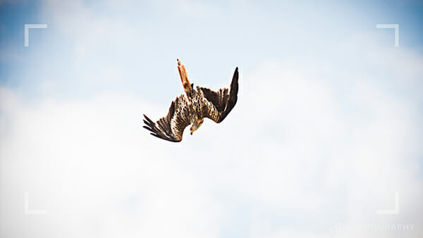 Bird Photography Tips by iPhotography.com