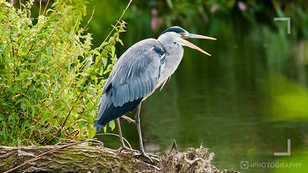 Bird Photography Tips by iPhotography.com