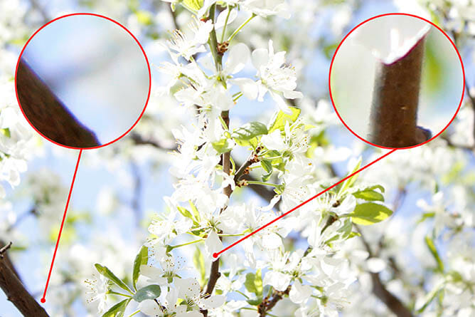 Chromatic Aberration Photography Tips by iPhotography.com