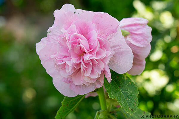 Flower Photography Tips by iPhotography.com