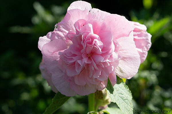 Flower Photography Tips by iPhotography.com