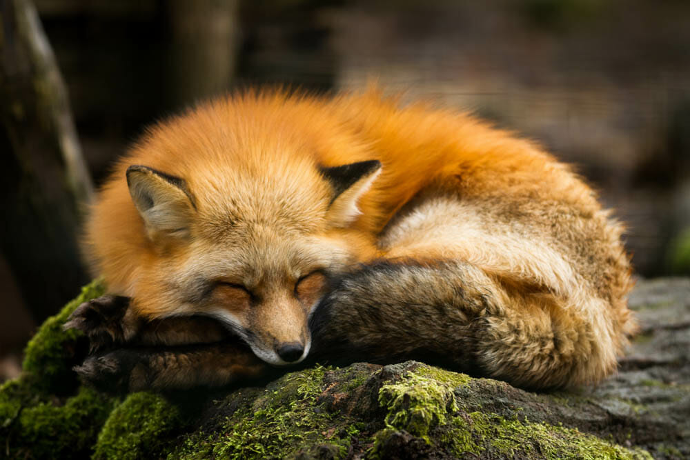 Red Fox Animal