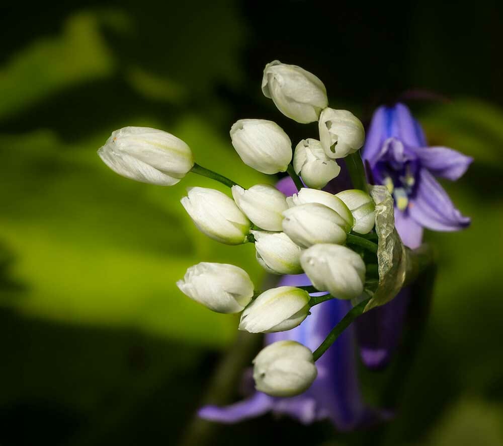 Image by Jayne Williams (iPhotography Student)