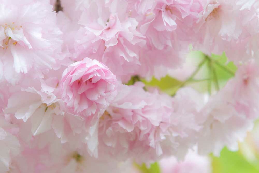 Image by Kathy Lebron (iPhotography Student)