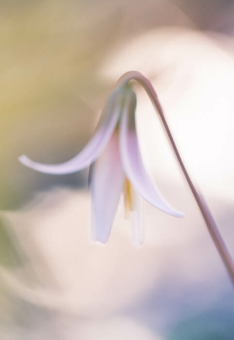 How to Capture Amazing Macro Photography by James Dempsey and iPhotography.com