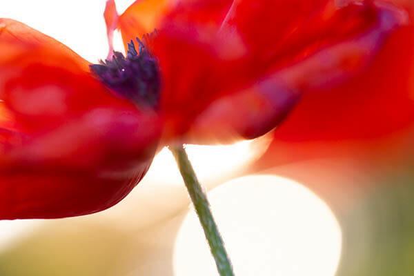 How to Capture Amazing Macro Photography by James Dempsey and iPhotography.com