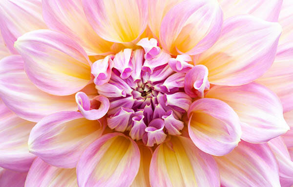 How to Capture Amazing Macro Photography by James Dempsey and iPhotography.com