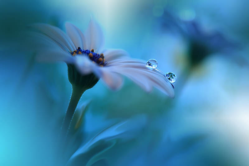 Macro Photography Guide by iPhotography.com