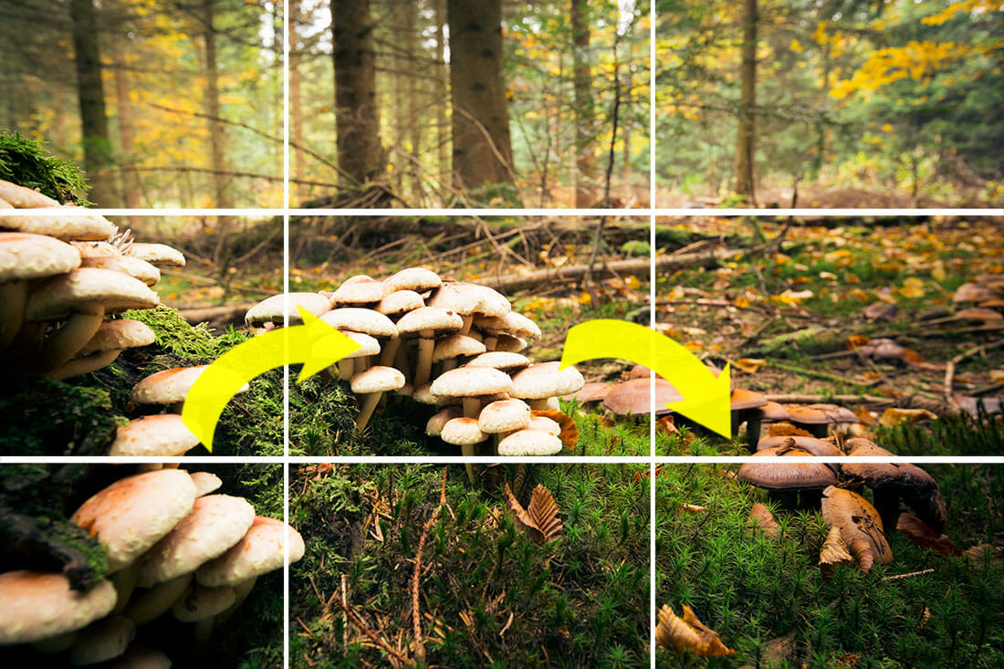 nature photography tutorial