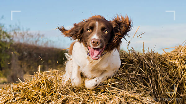 pet photography blog dog action shot 2