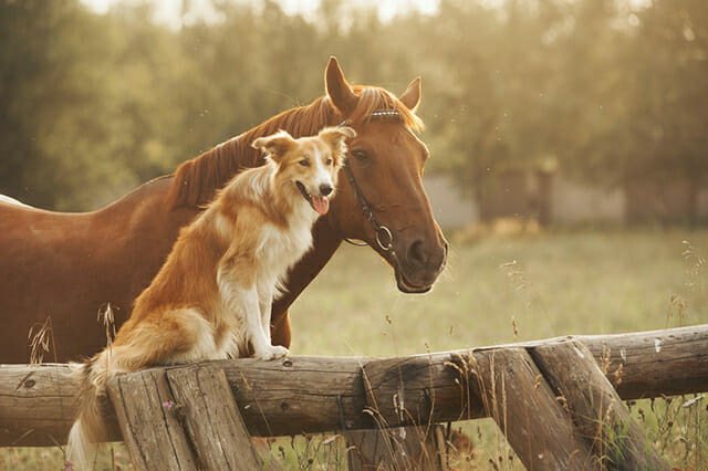 Pet Photography Tips by iPhotography.com