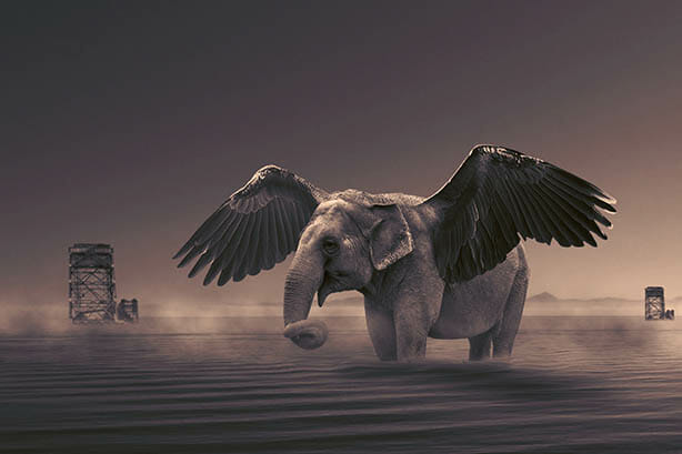 Surreal Photoshop Scene Elephant with Wings
