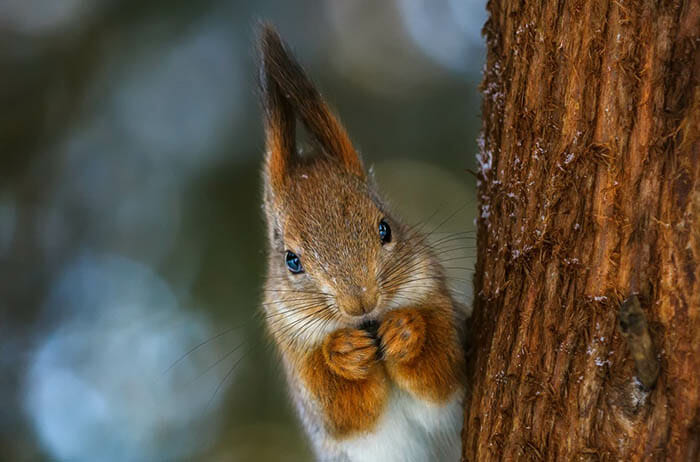 10 Tips for Photographing Squirrels by iPhotography.com