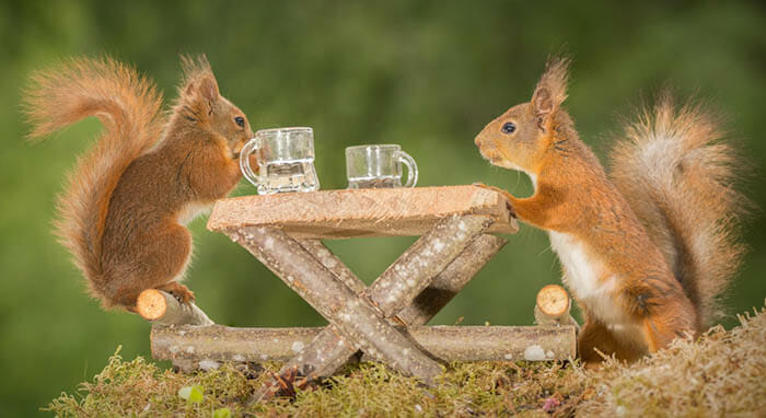 10 Tips for Photographing Squirrels by iPhotography.com