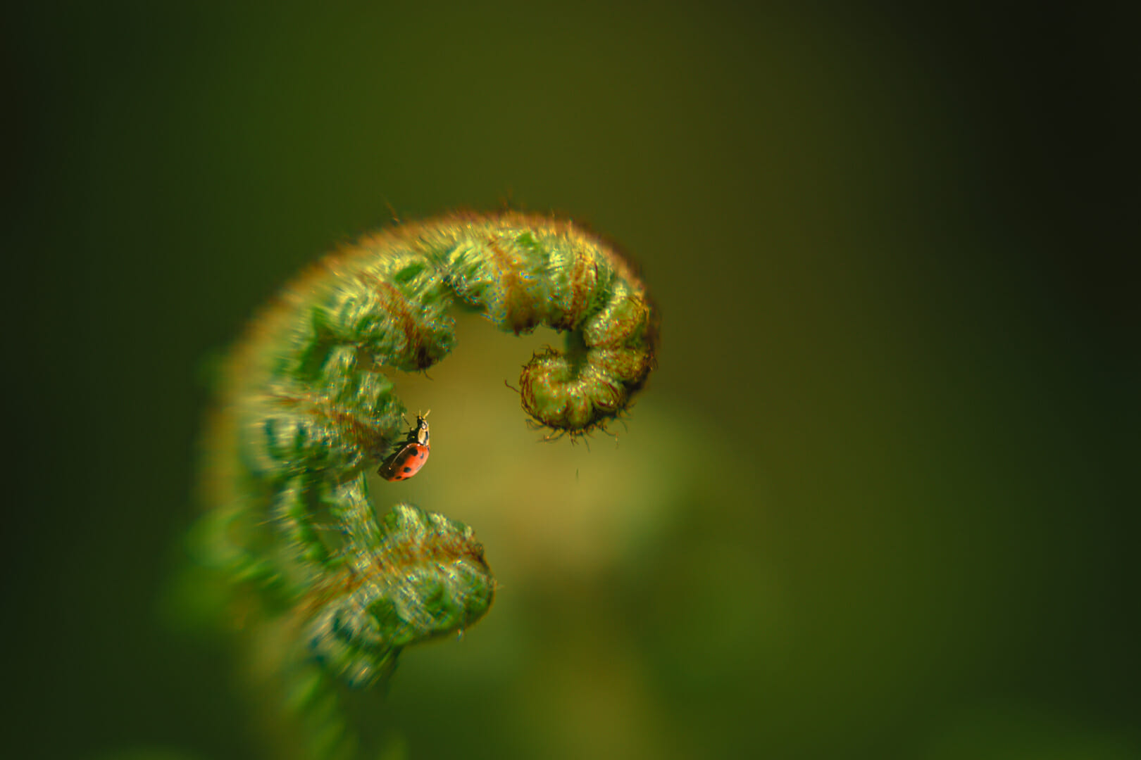 Image by Steve Fleetwood (iPhotography Student)