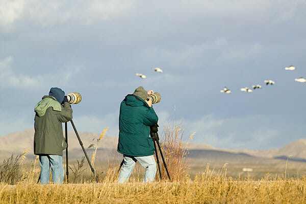 Wildlife Photography Tips