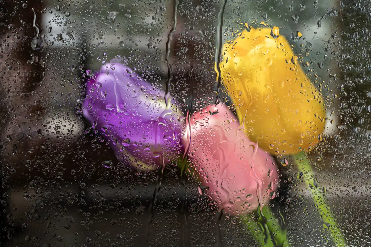 Raindrops