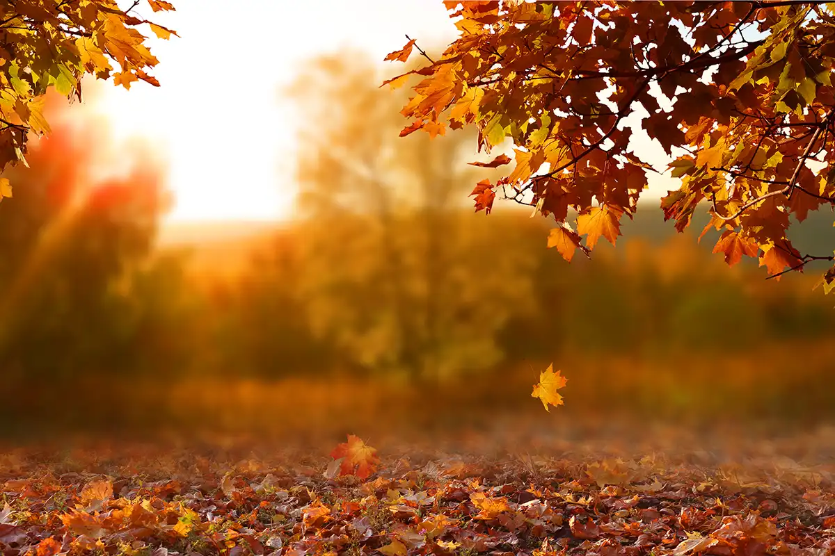 Autumnal Landscape