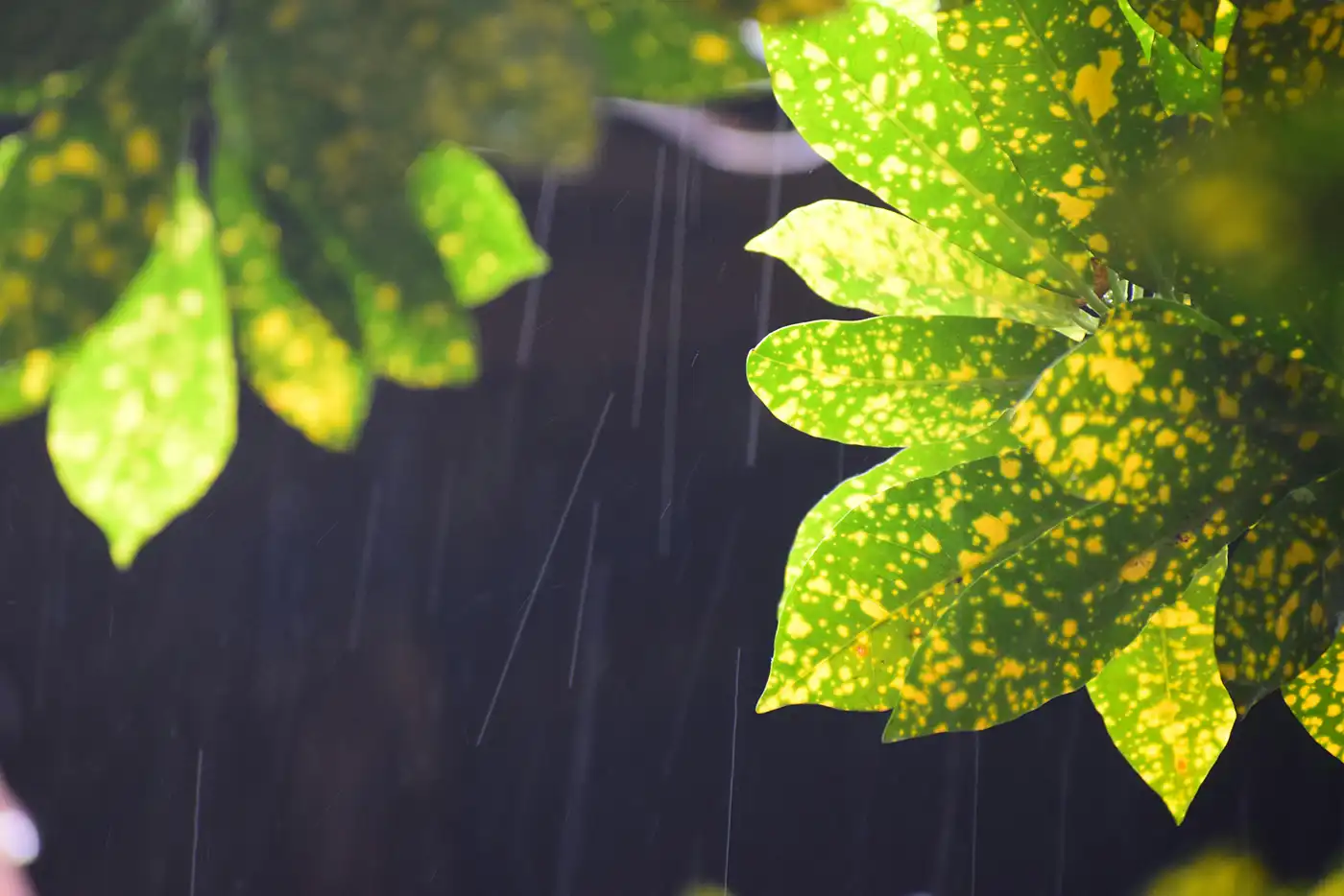 Rain drops with slow shutter speed