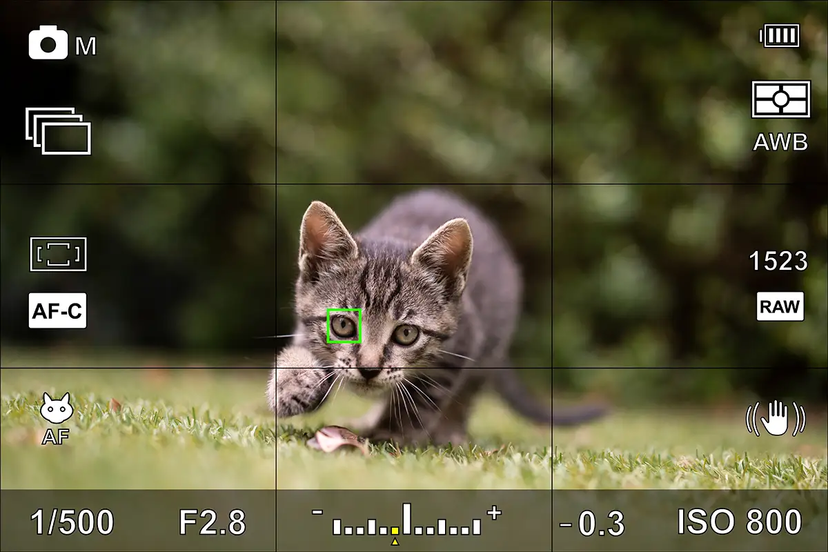 Camera screen of a cat running in a garden