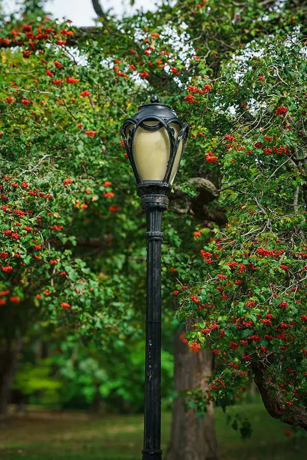 Central Park Photography Tips Blog 13