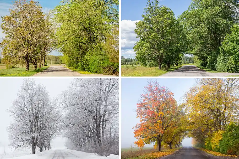 Changing Landscape across Four Seasons