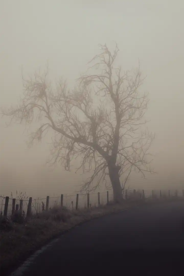 Mist Fog