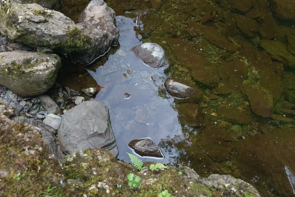 reflection in a small puddle