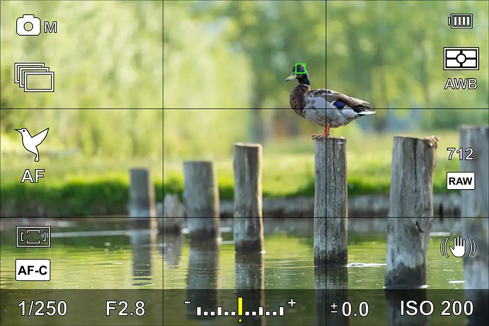 duck sitting on a wooden post through camera screen