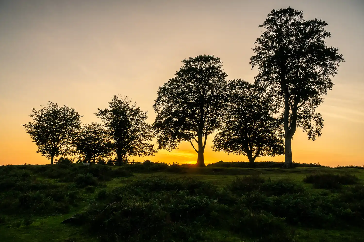 tree line silhouette