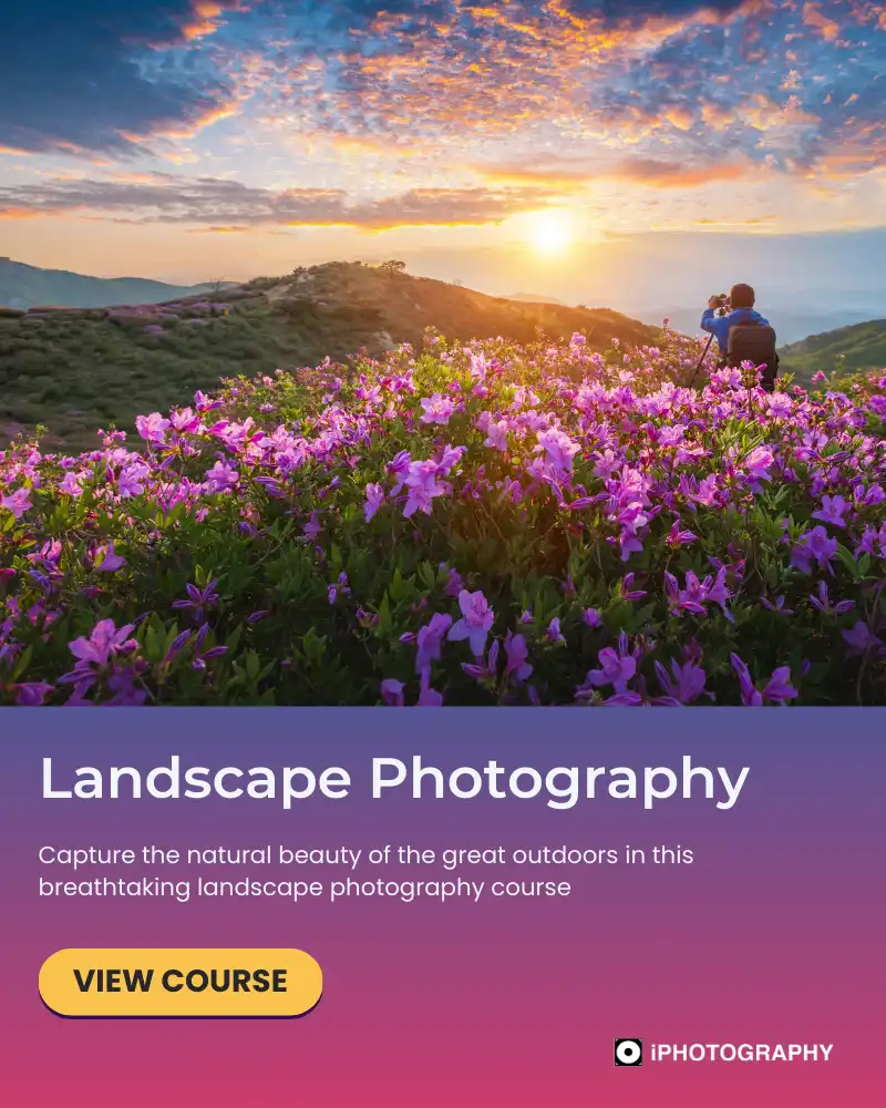 a photographer in a field of flowers taking photo of a sunrise