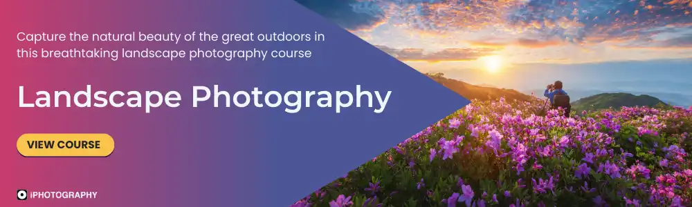 a photographer in a field of flowers taking photo of a sunrise