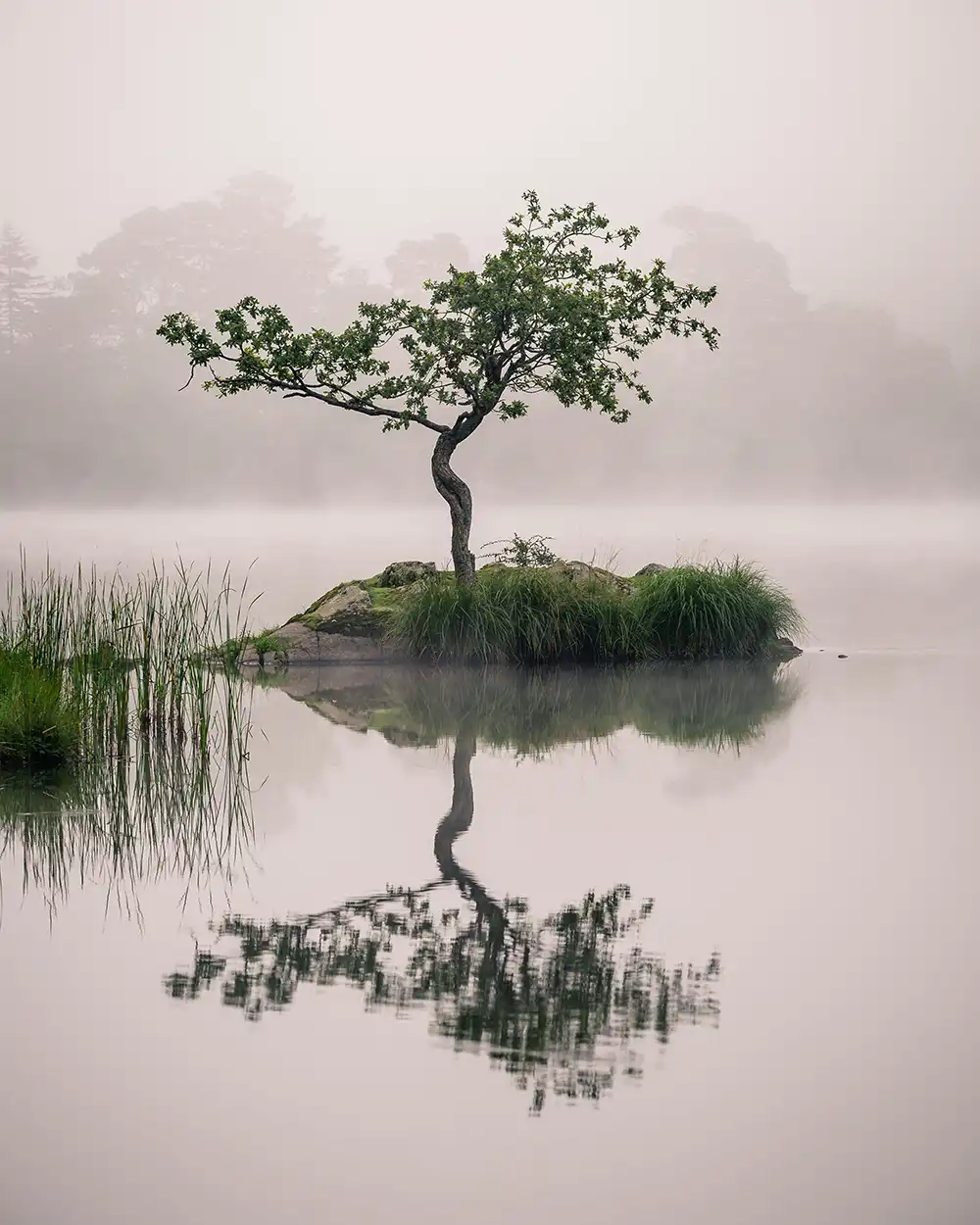 Mist Fog by Chris Sale