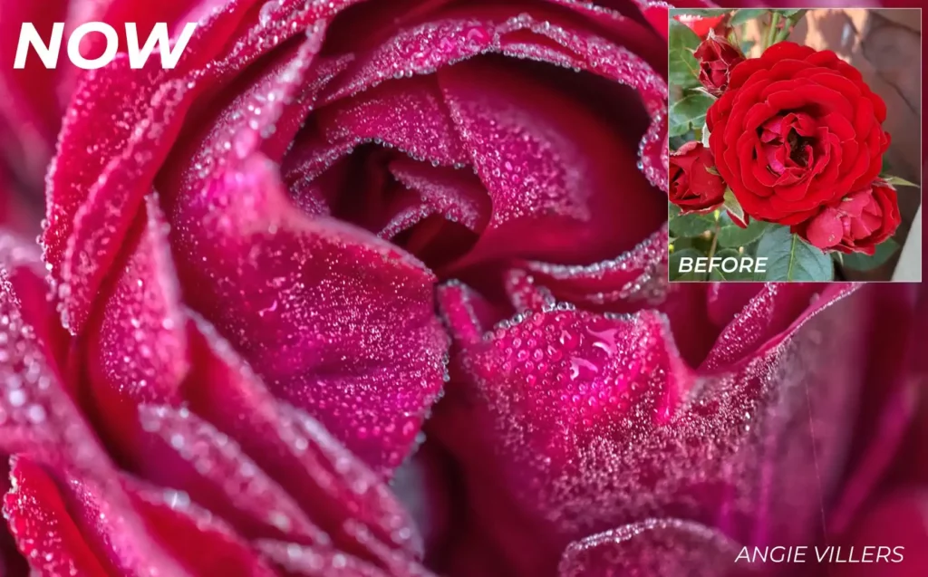 close up of pink rose flower