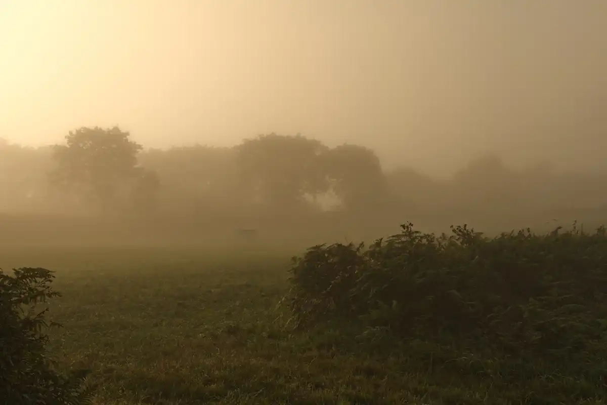 Mist Fog