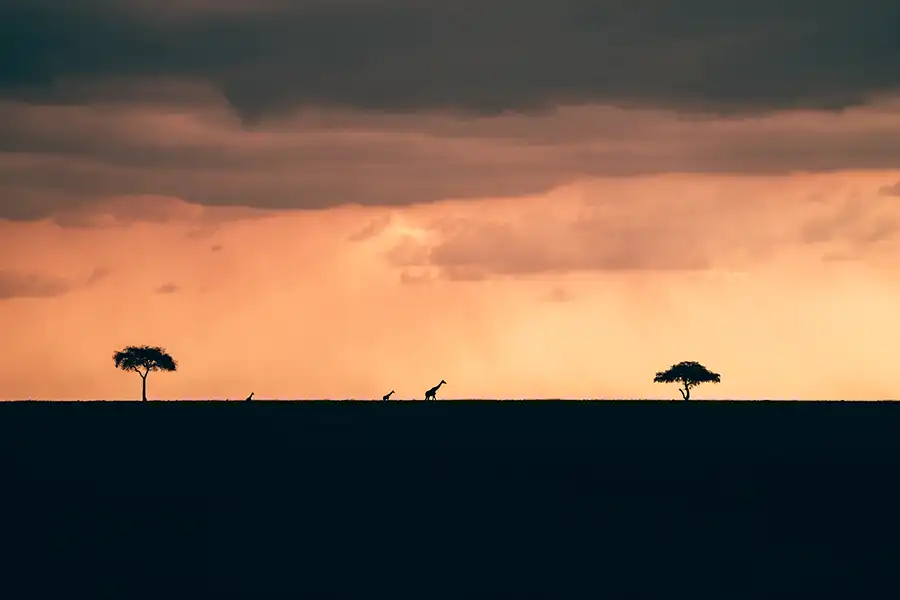 Kenyan safari plains at sunset