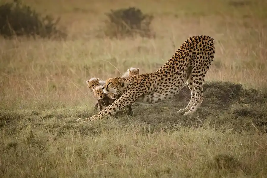 A Cheetah stretching