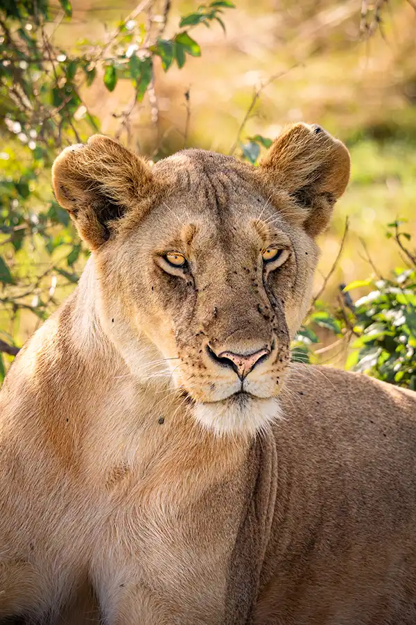 a lioness