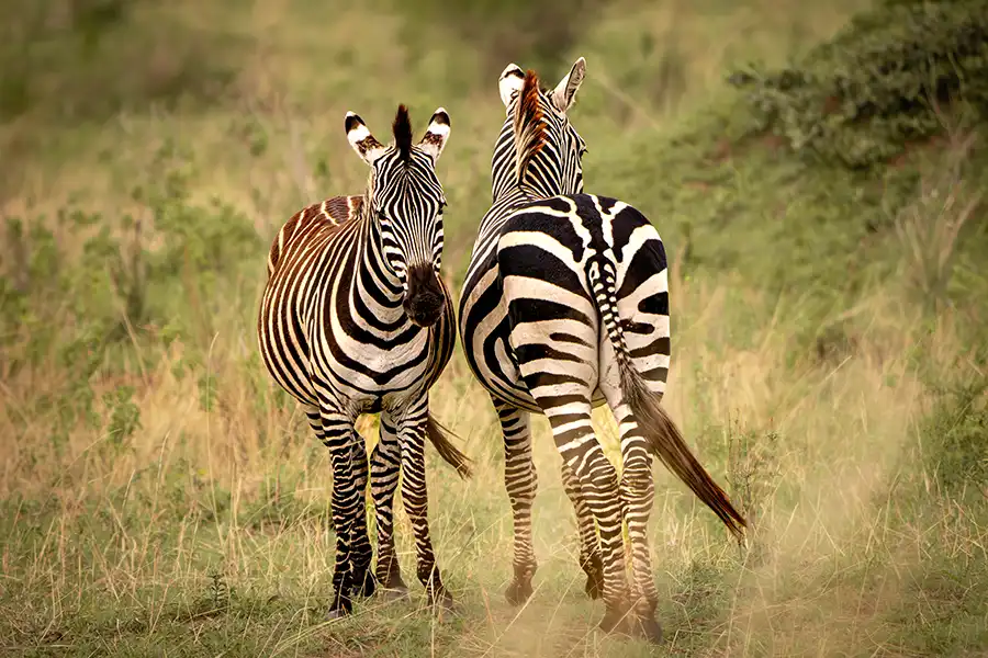 two Zebras facing in opposite directions, one towards the camera, one facing away