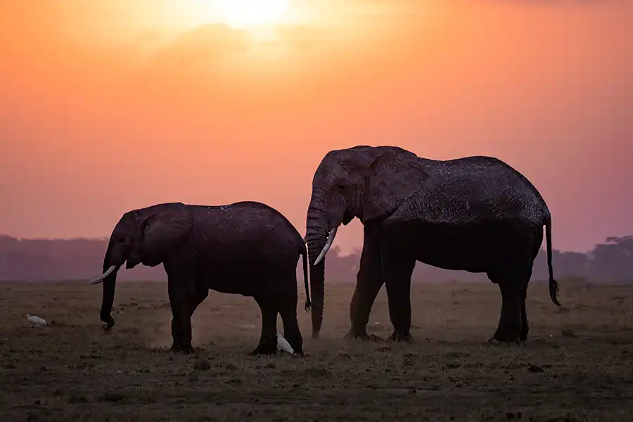 Two Elephants at sunset