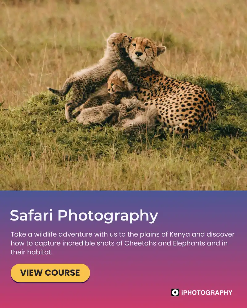 Safari Photography