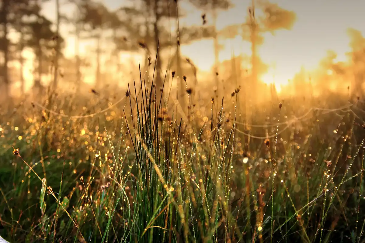 Spring Morning Dew