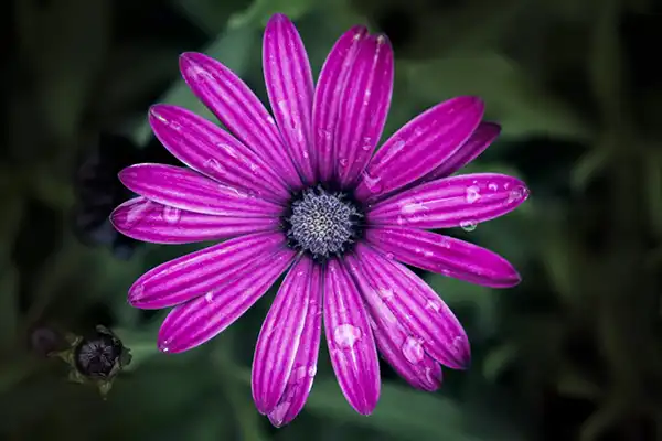 pink flower