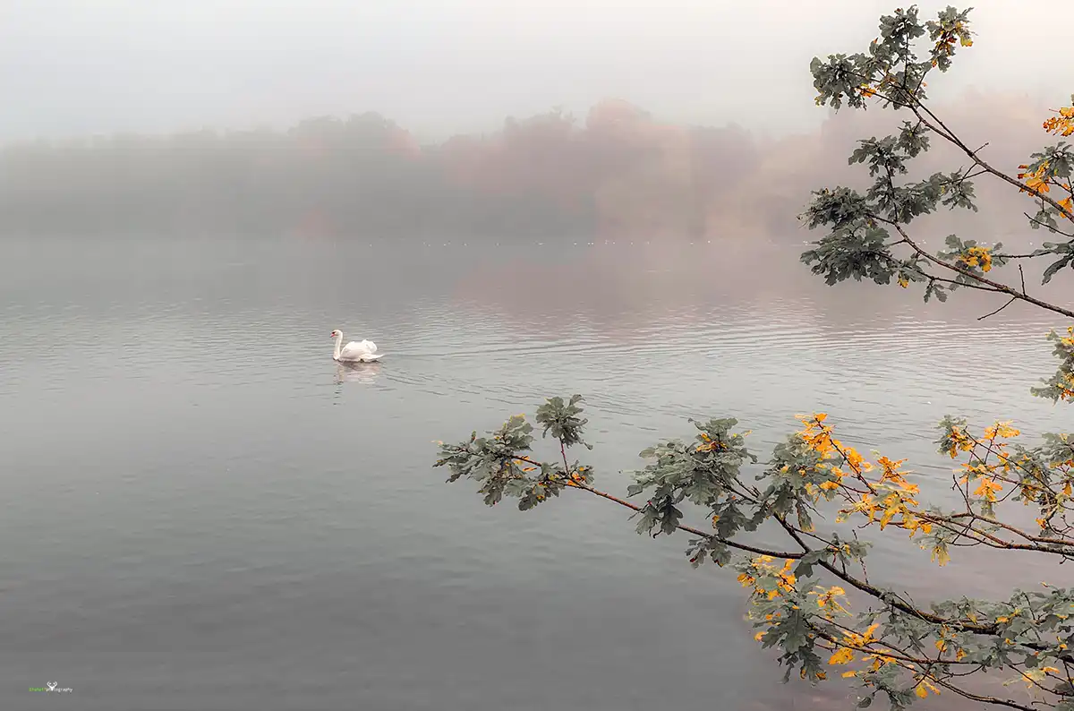 Steve Heffernan Mist Fog