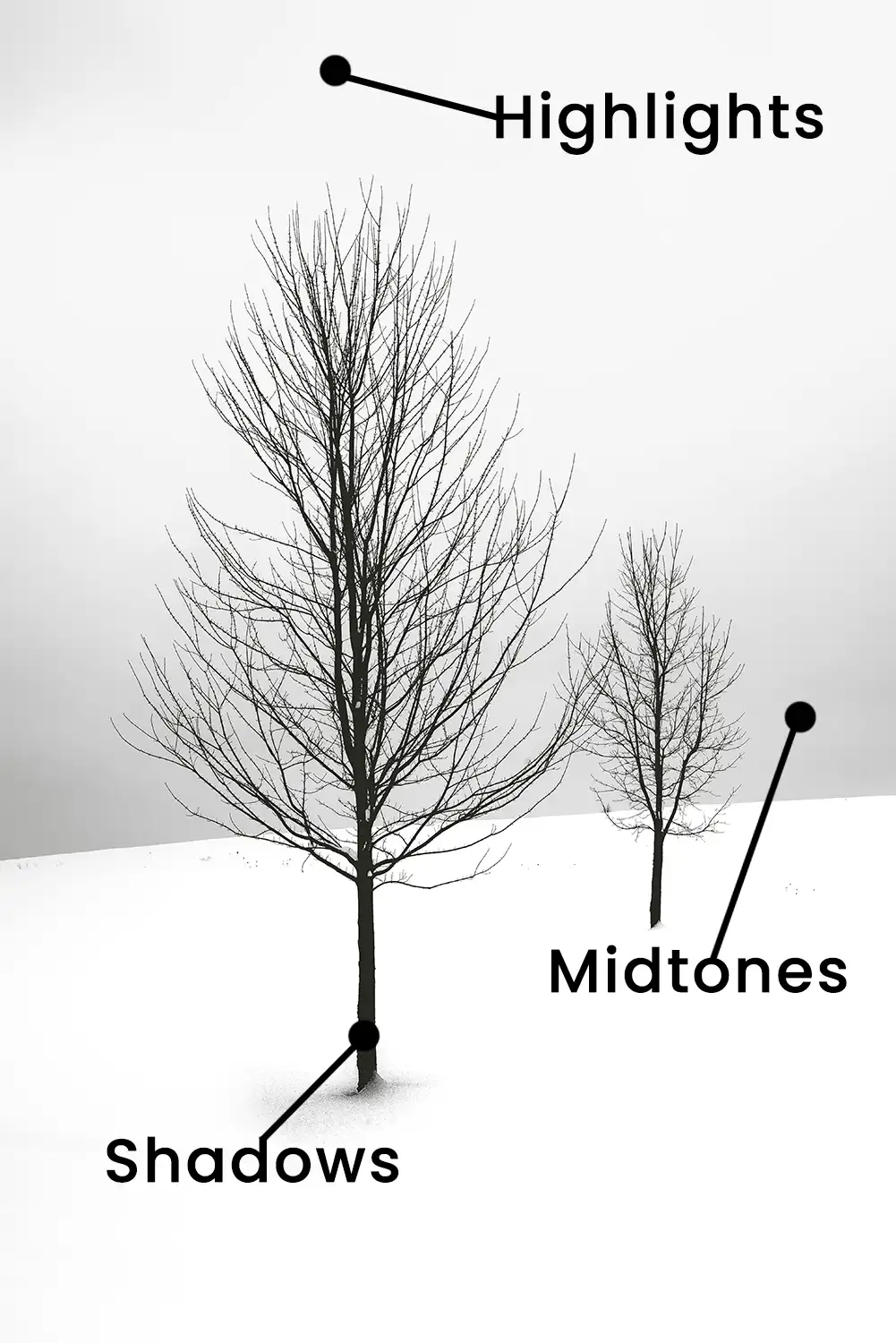 A black and white photo of two bare trees in the snow