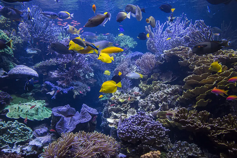 Fish swimming around coral reef