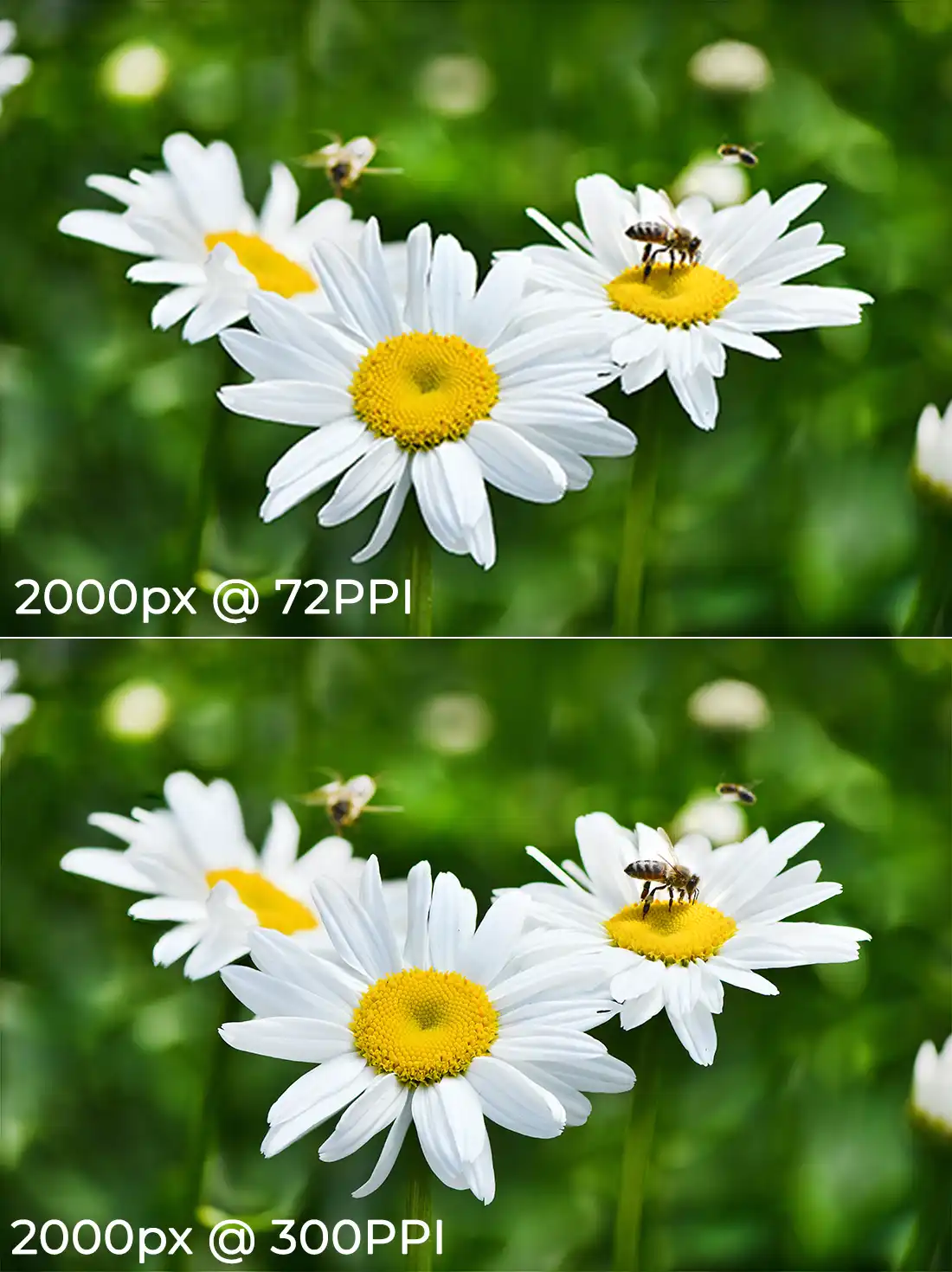 What Does Photo Resolution Mean by iPhotography.com
