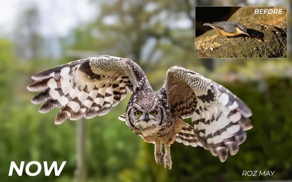 photo of an Owl in flight